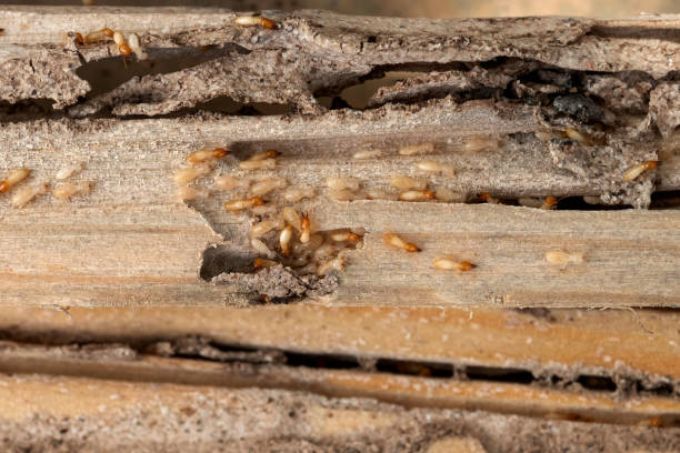 Best Best Pest Control Companies  in Fox Point, WI